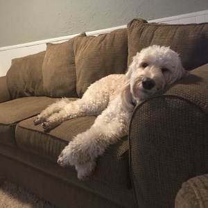 Team Page: Furparents4Homeownership